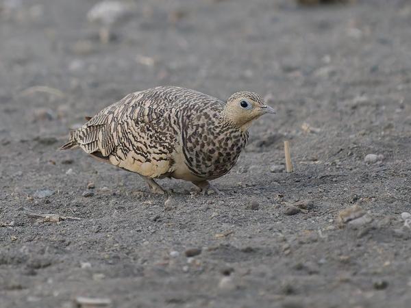 <h3><a href="/trips/tanzania/biota/animalia/chordata/aves/025 pterocliformes/001 pteroclidae/pterocles exustus/pterocles exustus-nl.html">Pterocles&nbsp;exustus</a> / Chestnut‑bellied&nbsp;sandgrouse / Roodbuikzandhoen</h3>OM-1 Mark II met OLYMPUS M.150-400mm F4.5, 1/2000 sec  bij F4.5, ISO 3200, afstand 17.6&nbsp;m